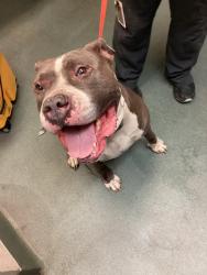 Shelter Stray Male Dog last seen Near Onondaga Ct, HOLLY SPRINGS, NC, 27540, 820 Beacon Lake Dr, Raleigh, NC 27610, USA