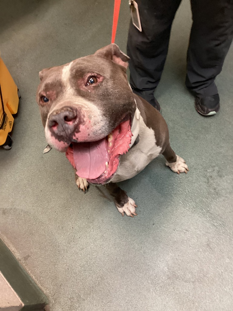 Shelter Stray Male Dog last seen Near Onondaga Ct, HOLLY SPRINGS, NC, 27540, 820 Beacon Lake Dr, Raleigh, NC 27610, USA