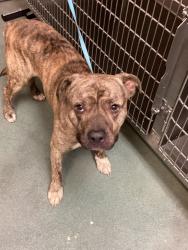 Shelter Stray Male Dog last seen Near Fountain Springs road, HOLLY SPRINGS, NC, 27540, 820 Beacon Lake Dr, Raleigh, NC 27610, USA