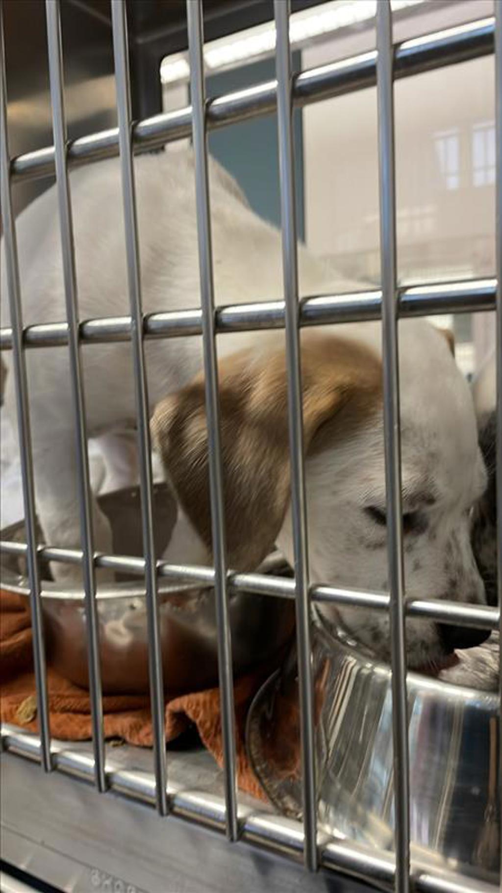Shelter Stray Female Dog last seen Near Alps Drive, DEL VALLE, TX, 78617, 7201 Levander Loop bldg a, Austin, TX 78702, USA