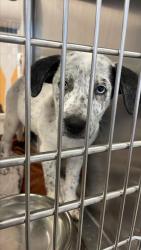 Shelter Stray Male Dog last seen Near Alps Drive, DEL VALLE, TX, 78617, 7201 Levander Loop bldg a, Austin, TX 78702, USA