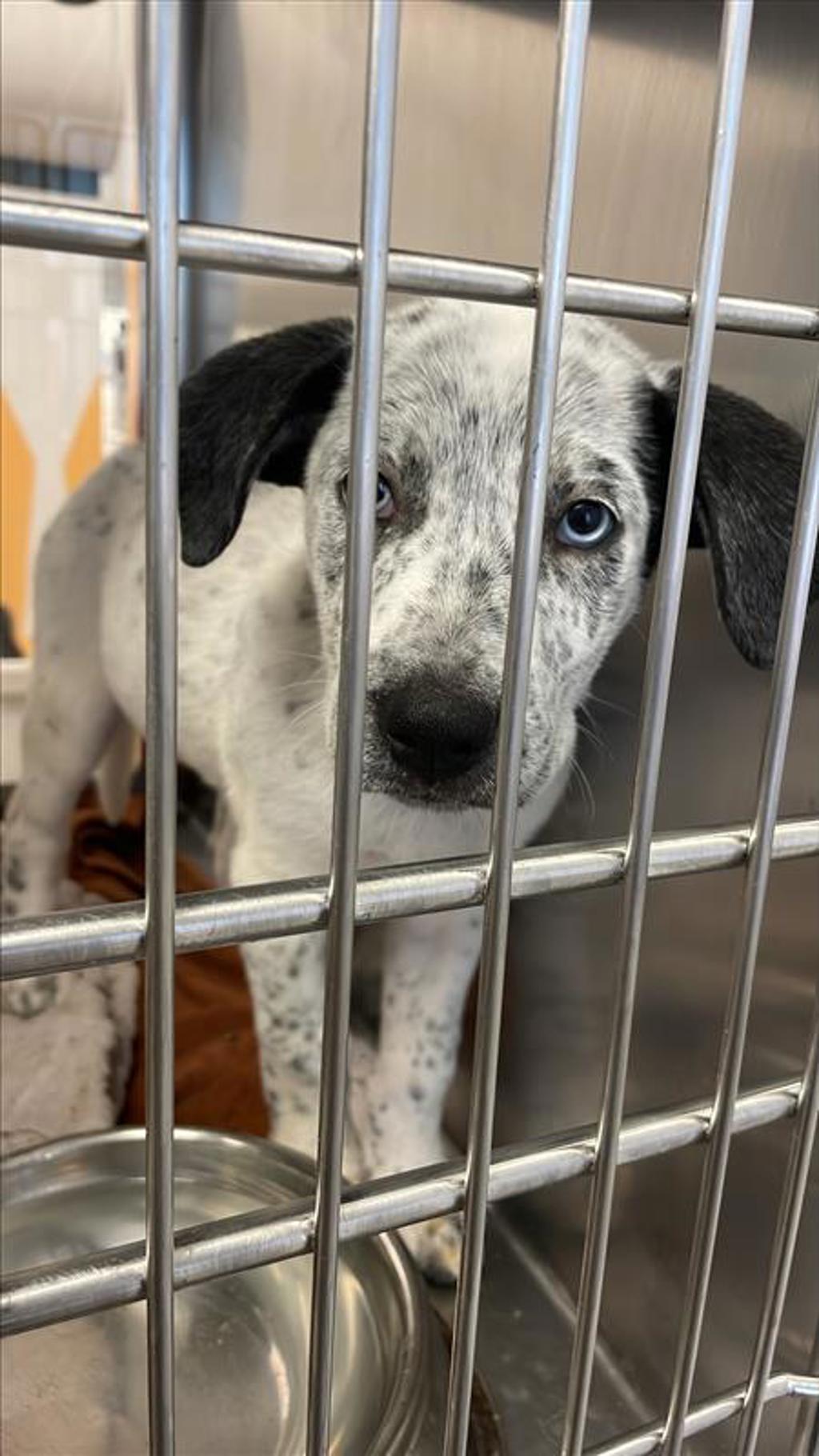 Shelter Stray Male Dog last seen Near Alps Drive, DEL VALLE, TX, 78617, 7201 Levander Loop bldg a, Austin, TX 78702, USA