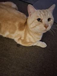 Reunited Male Cat last seen Norling Rd, Newburn Rd, Finch Crt, Walker Crst, Cassowary CrtCrs,, High Wycombe, WA 6057