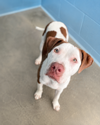 Shelter Stray Male Dog last seen Near Bolton Street, LAFAYETTE, LA, 70508, 410 Dugas Rd, Lafayette, LA 70507, USA