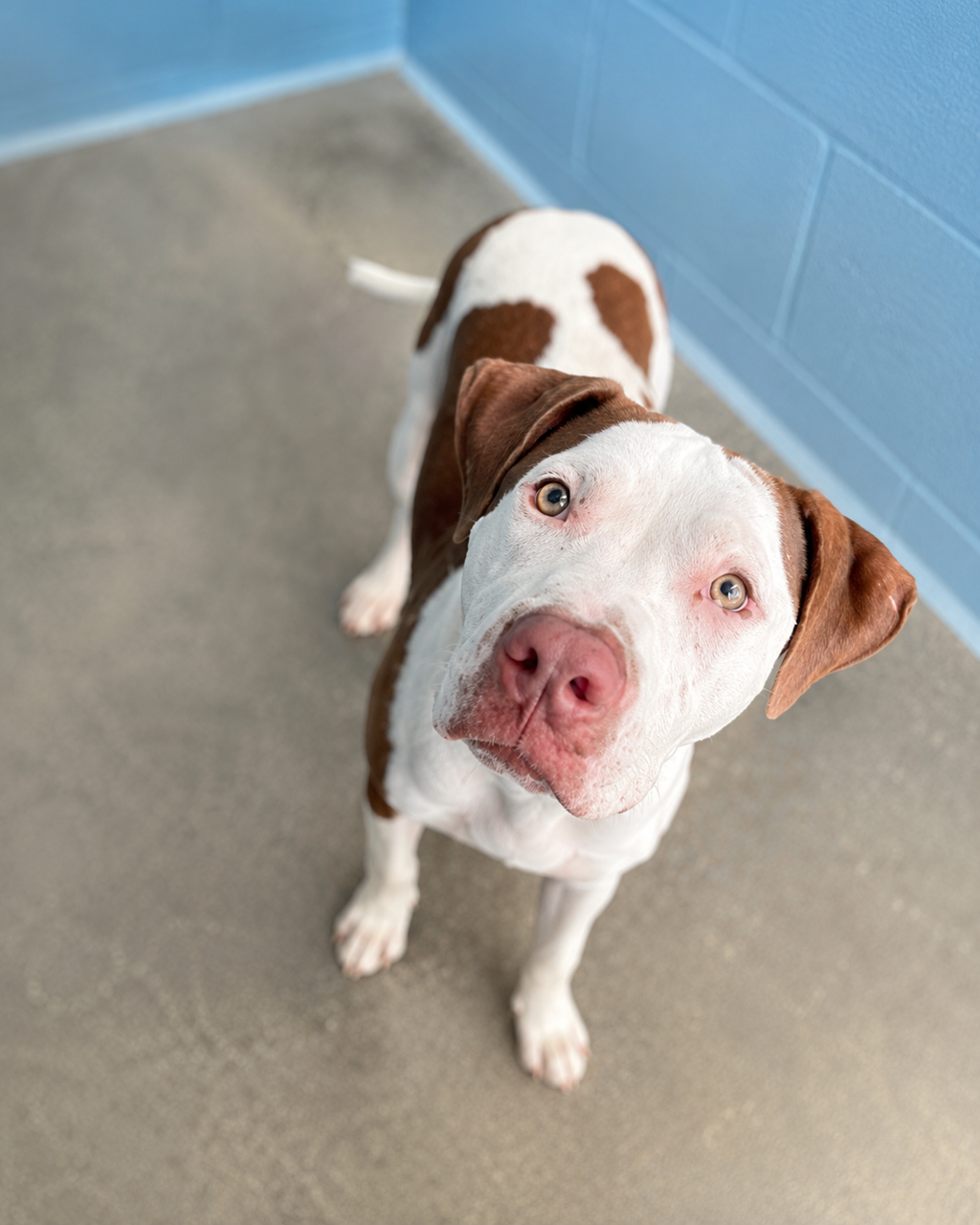 Shelter Stray Male Dog last seen Near Bolton Street, LAFAYETTE, LA, 70508, 410 Dugas Rd, Lafayette, LA 70507, USA
