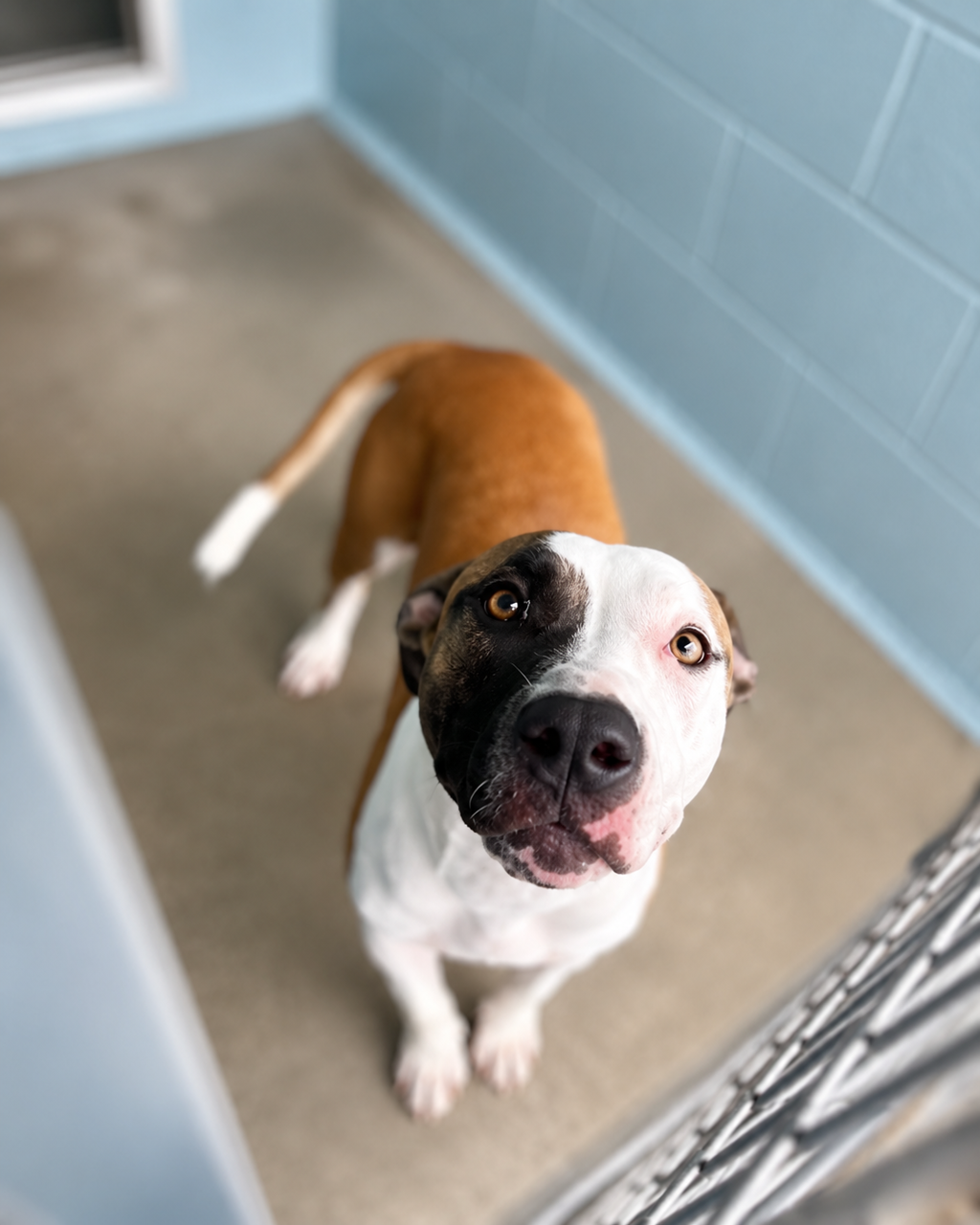 Shelter Stray Female Dog last seen Near Bolton Street, LAFAYETTE, LA, 70508, 410 Dugas Rd, Lafayette, LA 70507, USA
