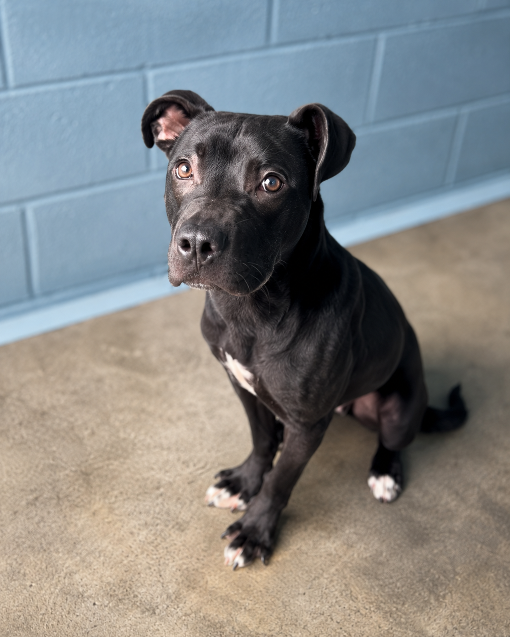 Shelter Stray Male Dog last seen Near Demas Drive, DUSON, LA, 70529, 410 Dugas Rd, Lafayette, LA 70507, USA