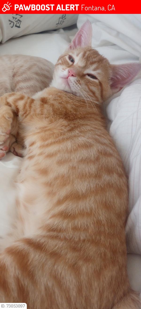Lost Male Cat last seen Miller Ave and Almeria ave, Fontana, CA 92336