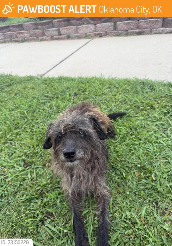Found/Stray Male Dog last seen 59th and black welder, Oklahoma City, OK 73119