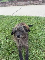 Found/Stray Male Dog last seen 59th and black welder, Oklahoma City, OK 73119