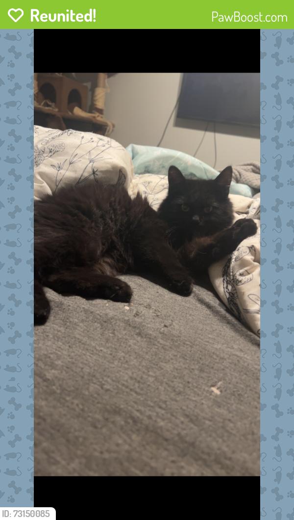 Reunited Female Cat last seen Baltic Avenue SE & Arkansas Street SE, Rio Rancho, NM 87124