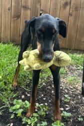 Found/Stray Female Dog last seen Wilkinson Middle School, Mesquite, TX 75149