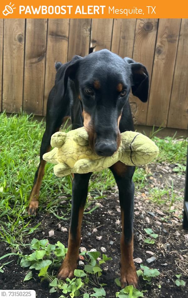 Found/Stray Female Dog last seen Wilkinson Middle School, Mesquite, TX 75149