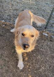 Reunited Male Dog last seen Gregory and Highway 1, Fort Collins, CO 80524