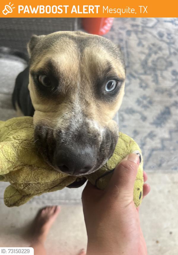 Found/Stray Unknown Dog last seen 1-80 and Galloway, Mesquite, TX 75149