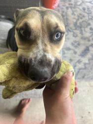 Found/Stray Unknown Dog last seen 1-80 and Galloway, Mesquite, TX 75149