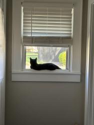 Reunited Female Cat last seen Last seen around 12:30 am last night, Kannapolis, NC 28081