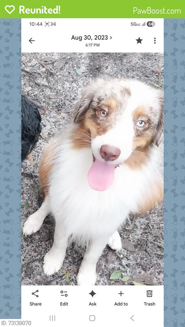 Reunited Male Dog last seen Kings ave, Riverview, FL 33578