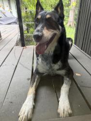 Reunited Male Dog last seen Kessler Parkway and Junior Drive, Dallas, TX 75208