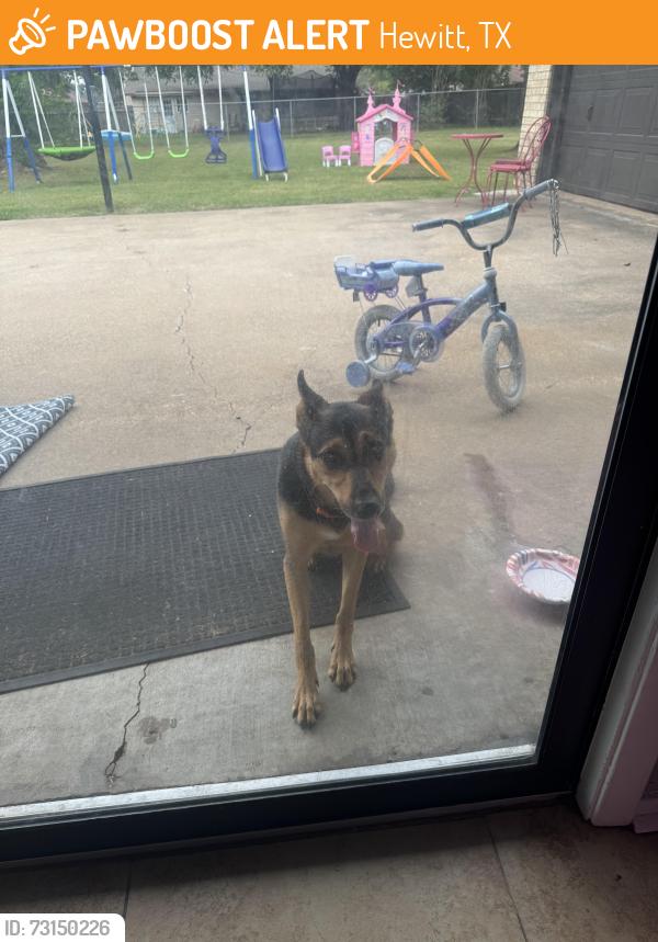 Found/Stray Female Dog last seen Laredo dr and Texas ave, Hewitt, TX 76643