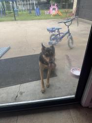 Found/Stray Female Dog last seen Laredo dr and Texas ave, Hewitt, TX 76643