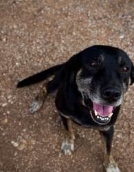 Lost Male Dog last seen old anson rx, Abilene, TX 79603