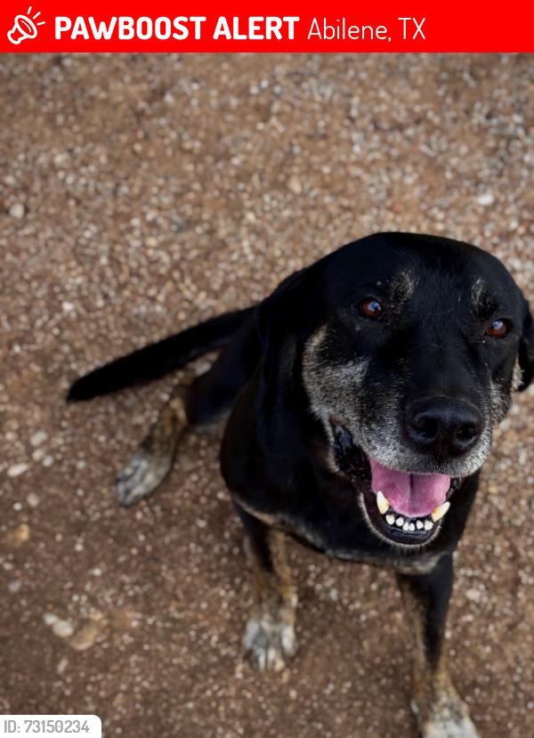 Lost Male Dog last seen old anson rx, Abilene, TX 79603
