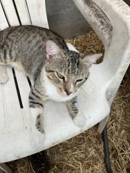 Found/Stray Male Cat last seen 6th and Lomas, Albuquerque, NM 87102
