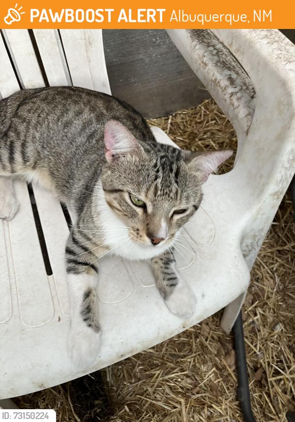 Found/Stray Male Cat last seen 6th and Lomas, Albuquerque, NM 87102