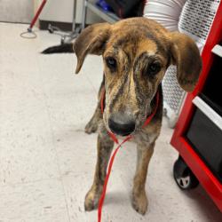 Shelter Stray Female Dog last seen , 1109 Moore Ave, Portland, TX 78374, USA