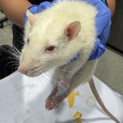 Shelter Stray Male Other last seen , 3607 N Armenia Ave, Tampa, FL 33607, USA