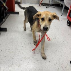 Shelter Stray Female Dog last seen , 1109 Moore Ave, Portland, TX 78374, USA