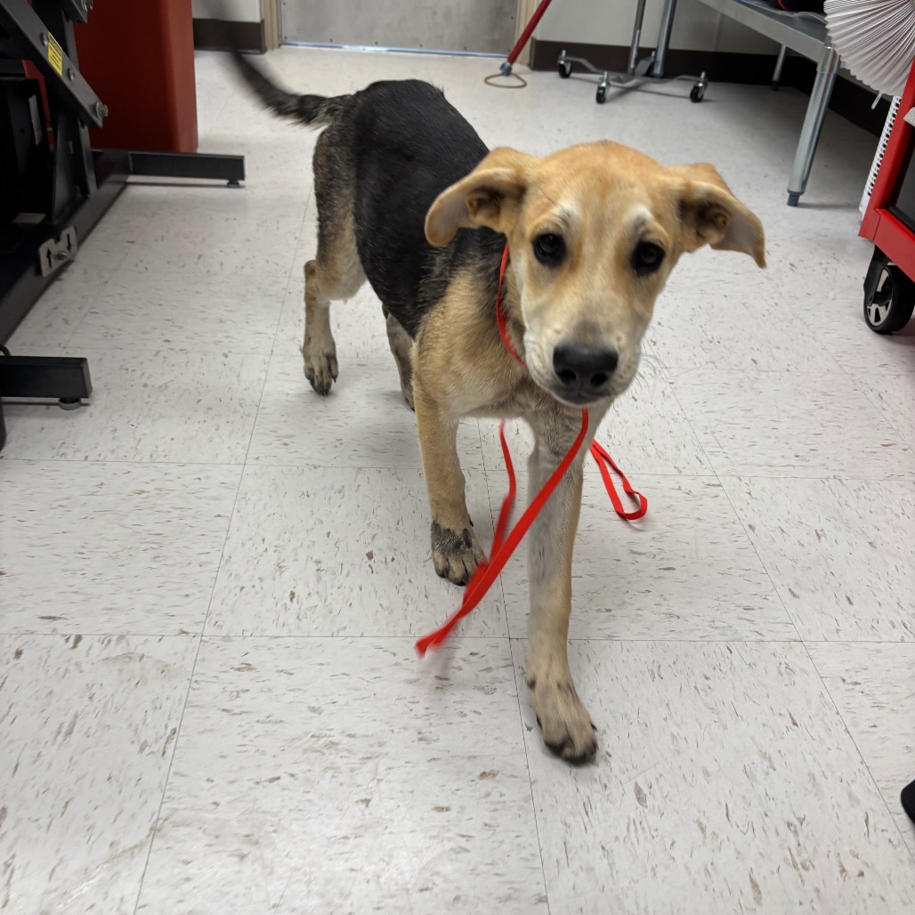 Shelter Stray Female Dog last seen , 1109 Moore Ave, Portland, TX 78374, USA