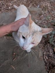 Found/Stray Male Cat last seen Wilshire-Montana 18th St, Santa Monica, CA 90403