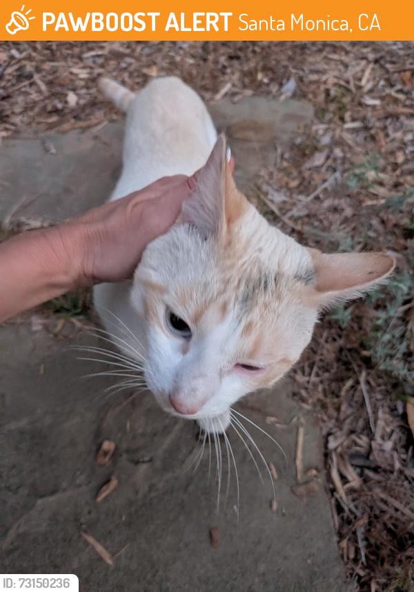 Found/Stray Male Cat last seen Wilshire-Montana 18th St, Santa Monica, CA 90403