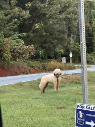 Found/Stray Unknown Dog last seen Superior Blvd & Booze Mtn Rd Lindale, Ga, Lindale, GA 30147