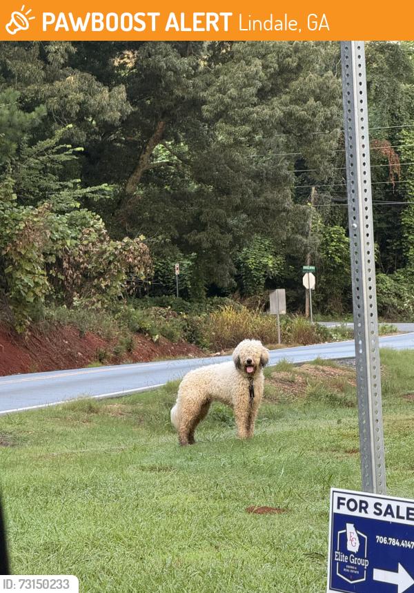 Found/Stray Unknown Dog last seen Superior Blvd & Booze Mtn Rd Lindale, Ga, Lindale, GA 30147