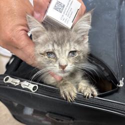 Shelter Stray Male Cat last seen , 54687 Co Rd 19, Bristol, IN 46507, USA