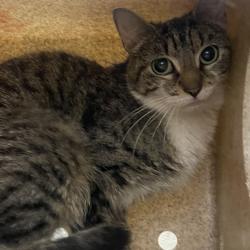 Shelter Stray Female Cat last seen , Animal Care & Control Team of Philly, 111 W Hunting Park Ave, Philadelphia, PA 19140, USA