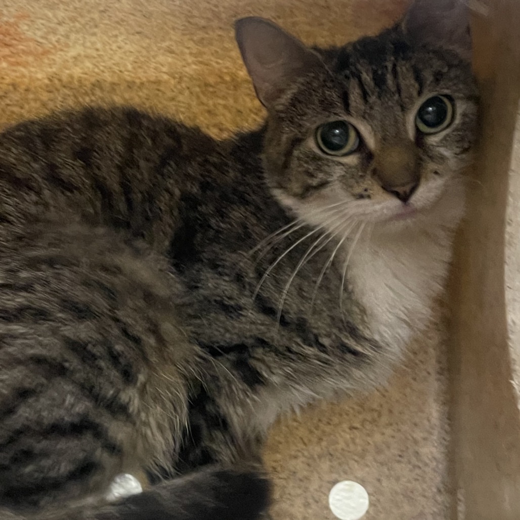 Shelter Stray Female Cat last seen , Animal Care & Control Team of Philly, 111 W Hunting Park Ave, Philadelphia, PA 19140, USA