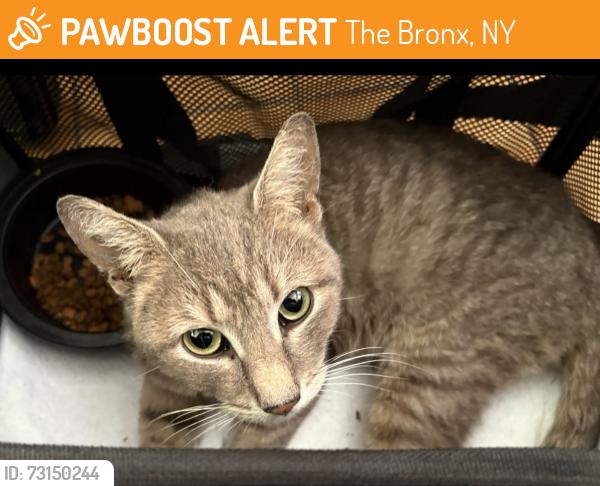 Found/Stray Unknown Cat last seen West 234th / Kingsbridge Avenue, The Bronx, NY 10463