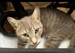 Found/Stray Unknown Cat last seen West 234th / Kingsbridge Avenue, The Bronx, NY 10463