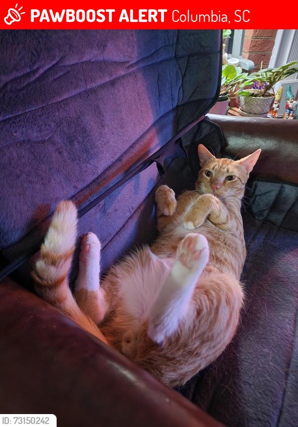 Lost Male Cat last seen Lake Carolina Penninsula, Columbia, SC 29229