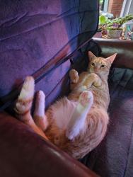 Lost Male Cat last seen Lake Carolina Penninsula, Columbia, SC 29229