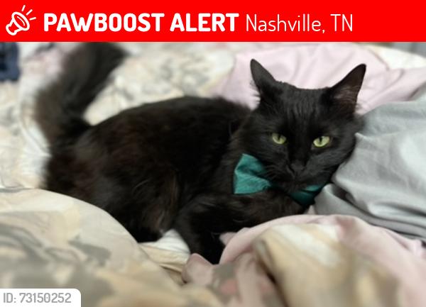Lost Male Cat last seen Gwynwood, Ewing Dr, Nashville, TN 37207