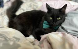 Lost Male Cat last seen Gwynwood, Ewing Dr, Nashville, TN 37207