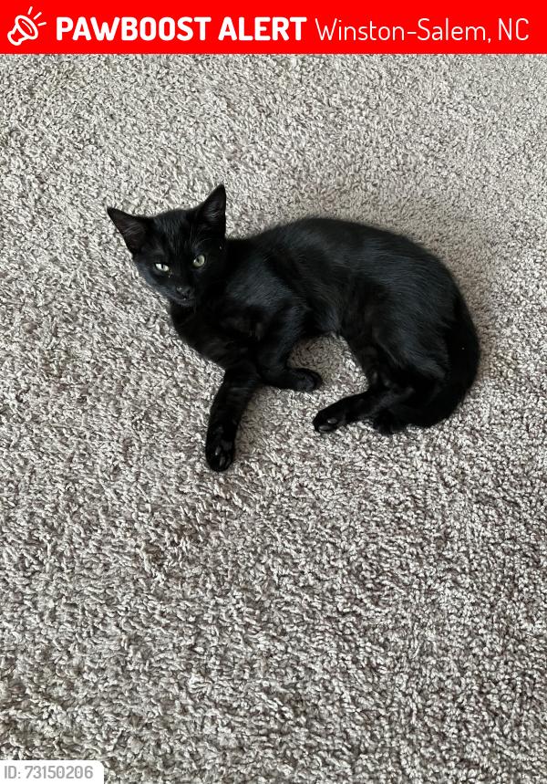 Lost Male Cat last seen Shady Grove Ct, Winston-Salem, NC 27103