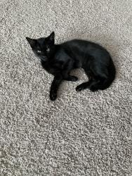 Lost Male Cat last seen Shady Grove Ct, Winston-Salem, NC 27103