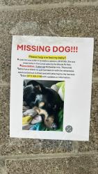 Found/Stray Female Dog last seen The Woods RV Park, Lebanon, OR 97355