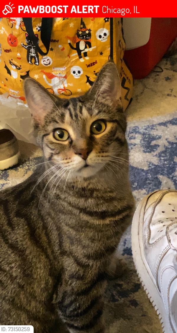 Lost Female Cat last seen Intersection of Clark and Halstead, Chicago, IL 60657
